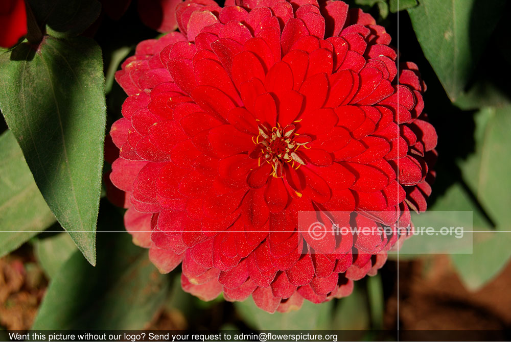 Zinnia Peruviana Red